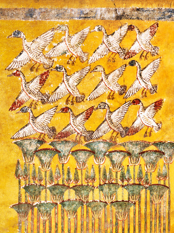 Ducks in papyrus marsh